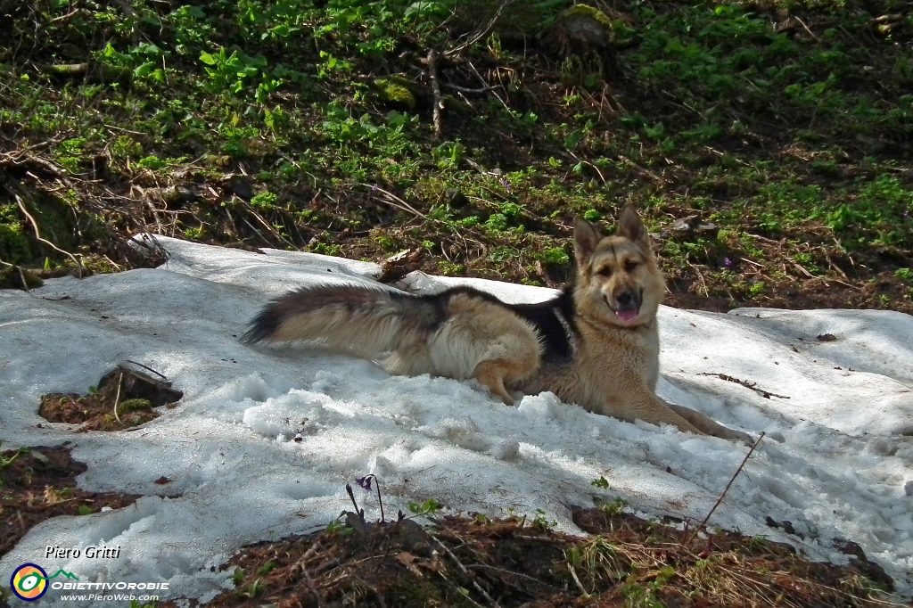 24 sulla neve.JPG